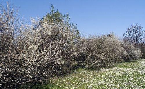  Image name: prugnolo2.jpg 
 width: 500 pixel 
 height: 307 pixel 
 Size: 151863 bytes 
 Click to enlarge 